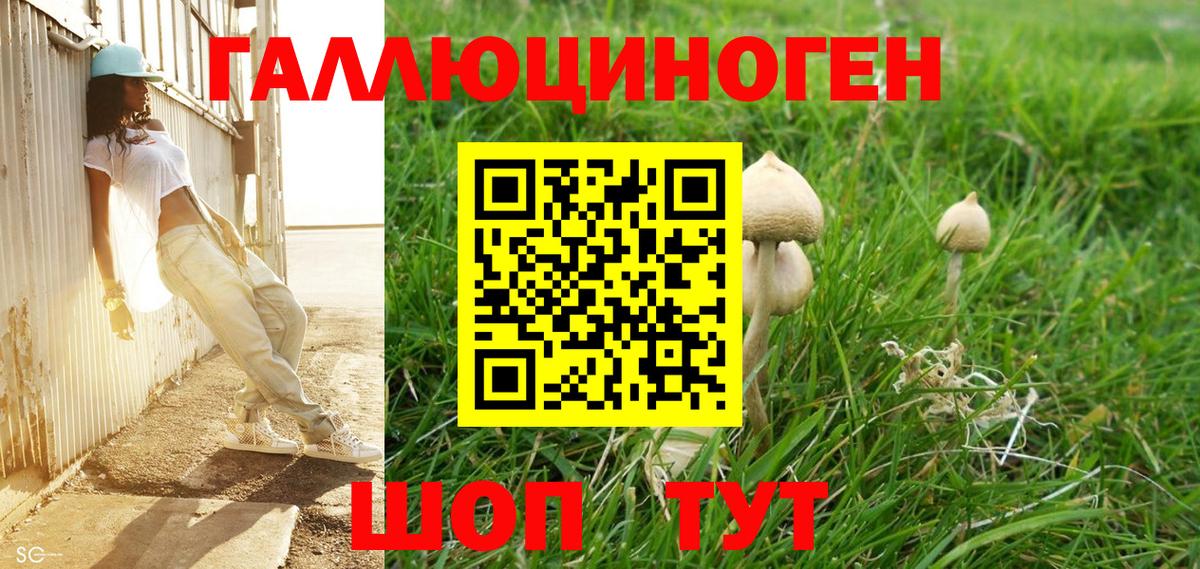 Сертолово  Псилоцибиновые грибы Psilocybe  Вход с VPN 